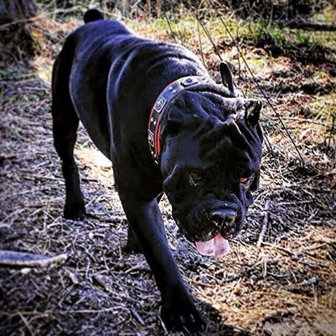 Bestia The Black Eros Collar for Big Dogs. 2.5 inch Wide & Soft Padded in Saudi Arabia
