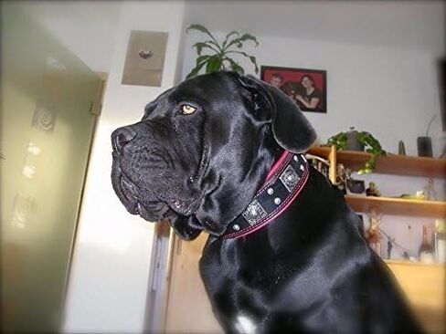 Bestia The Black Eros Collar for Big Dogs. 2.5 inch Wide & Soft Padded in Saudi Arabia