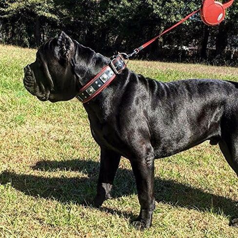 Bestia The Black Eros Collar for Big Dogs. 2.5 inch Wide & Soft Padded in Saudi Arabia