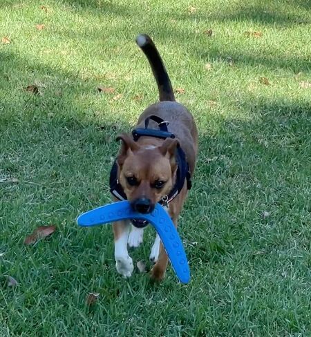 7 Ruby Road Dog Toys - Tough Boomerang Dog Toy for Medium/Large Dogs - Durable, Flying, Outdoor, Natural Rubber Dog Fetch Toy - Lightweight, Floating Dog Water Toy for Beach and Pool - Easy to Clean in Kuwait