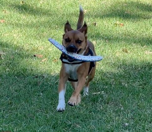 7 Ruby Road Dog Toys - Tough Boomerang Dog Toy for Medium/Large Dogs - Durable, Flying, Outdoor, Natural Rubber Dog Fetch Toy - Lightweight, Floating Dog Water Toy for Beach and Pool - Easy to Clean in Kuwait