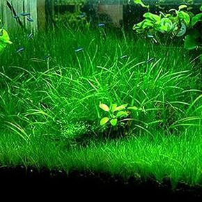 Aquarium Grass Plant Seeds Water Grasses Random Dwarf Aquatic Plant Grass Seeds Indoor Plant Seeds Oxygenating Weed Live Pond Plant Seeds,Fish Aquatic Decor-Large Grass