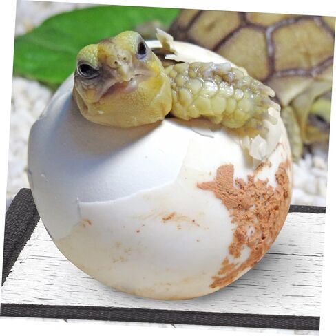 3 قطعة وسادة التدفئة وسادة الحرارة الزواحف ذاتية التدفئة وسادة القط التدفئة حصيرة الحرارة حصيرة الزواحف خنزير غينيا النوم حصيرة حاوية زجاجية صغيرة الحيوانات الأليفة الحرارة حصيرة اللؤلؤ القطن شينشيلا عش القط in Kuwait