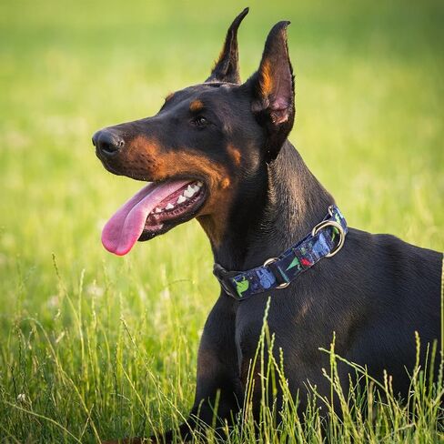 Rhea Rose Dog Martingale Collar with Quick Release Buckle, Adjustable Soft Escape Proof Collar, Training Collar, Dinosaur Patterns, Large in Saudi Arabia