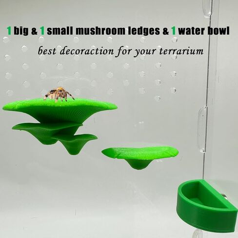 عبوتان من حواف الفطر على شكل عنكبوت قافز ووعاء ماء مع مغناطيس للعناكب القافزة، سلم بحافة مغناطيسية من ملحقات عنكبوت الحيوانات الأليفة (غير متضمنة في التررم) (أخضر) in Kuwait