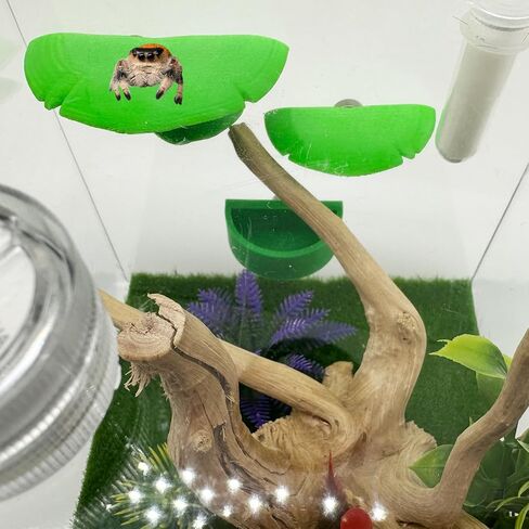 عبوتان من حواف الفطر على شكل عنكبوت قافز ووعاء ماء مع مغناطيس للعناكب القافزة، سلم بحافة مغناطيسية من ملحقات عنكبوت الحيوانات الأليفة (غير متضمنة في التررم) (أخضر) in Kuwait