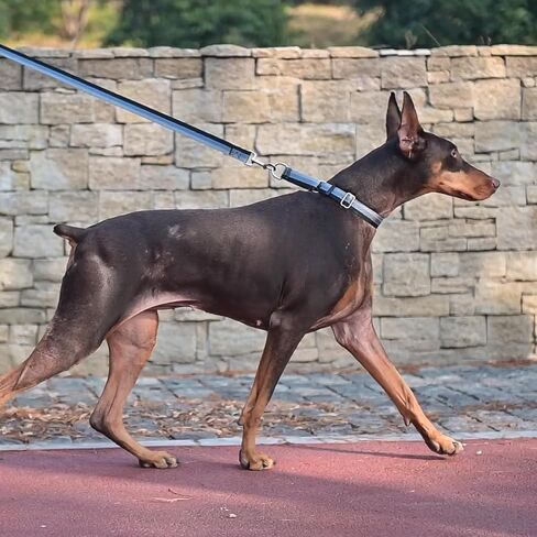 مجموعة طوق ومقود للكلاب من مارتينجال للكلاب الصغيرة والمتوسطة والكبيرة، طوق عاكس شديد التحمل للكلاب، أطواق متينة للحيوانات الأليفة قابلة للتعديل مع مقود للمشي واللعب والتدريب (كبير) in Kuwait