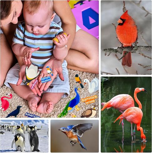 قطع الطيور الشائعة لتعلم اللباد، للوحة الفانيلا اللباد، 23 طائرًا شائعًا مع كلمات، لرياض الأطفال، ومرحلة ما قبل المدرسة، والأطفال الصغار، وهدايا للأطفال in Kuwait