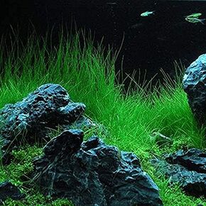 Aquarium Grass Plant Seeds Water Grasses Random Dwarf Aquatic Plant Grass Seeds Indoor Plant Seeds Oxygenating Weed Live Pond Plant Seeds,Fish Aquatic Decor-Mini