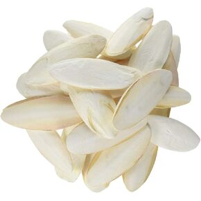25 قطعة من Cuttlebone، متوسطة: 4 - 6 بوصات، للطيور والسلاحف in Kuwait