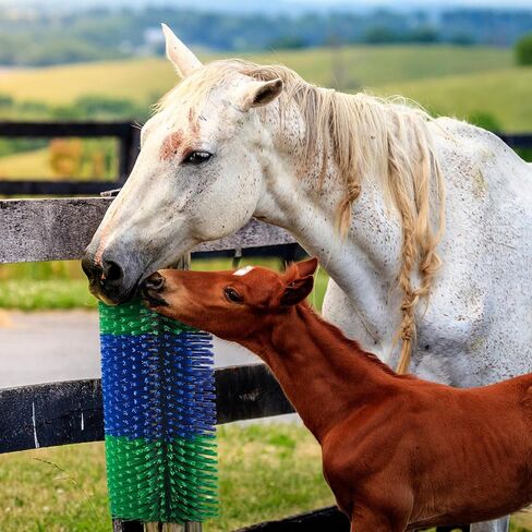4 قطع من فرش خدش الماشية، فرشاة خدش الحصان، فرشاة تزيين البقرة وخدش الماشية مع مسامير، تخفف الحكة على الجزء الخلفي من الماشية، مناسبة لخنزير البقر والأبقار والأغنام in Kuwait
