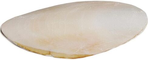 Cuttlebone Bulk 25 Count, Medium: 4 - 6 inches, for Birds, Tortoises in Kuwait