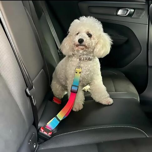 Dog Car Seat Belt, Adjustable Length, Colorful, Keep Pet Safe While Traveling, Adjustable Dog Belt Safety Leash, Large in Saudi Arabia