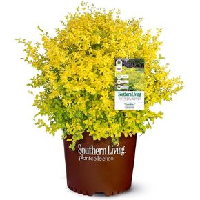 Southern Living Sunshine Ligustrum 2 Gallon