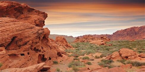 YongFoto Reptile Terrarium Background 36x18 inch Reptile Tank Background Desert Rocky Bush Thorns Western Wilderness Reptile Habitat Background Bearded Dragon Fish Tank Aquarium Background Backdrop in Saudi Arabia