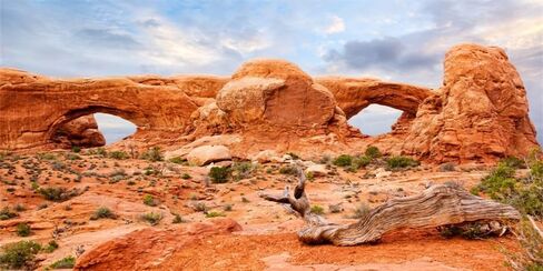 YongFoto Reptile Terrarium Background 36x18 inch Reptile Tank Background Desert Rocky Bush Thorns Western Wilderness Reptile Habitat Background Bearded Dragon Fish Tank Aquarium Background Backdrop in Saudi Arabia