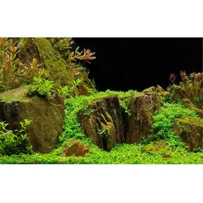 Aquarium Background Exquisite Underwater Grass with Moss Aquarium Backdrop Mysterious Stone Wall Aquarium Background Durable Vivid and Fresh Leaves Background Tank Backdrop Decor Vinyl 48x18in