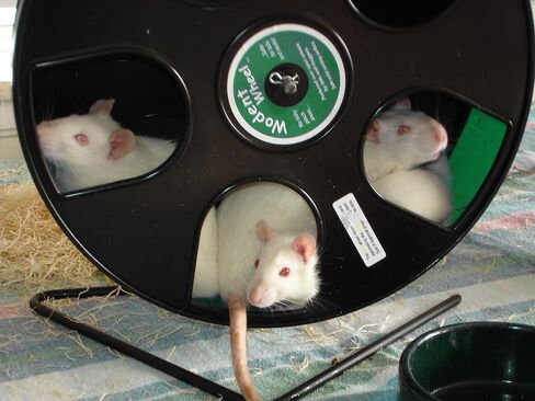 عجلة Wodent مقاس 11 بوصة ودرع ذيل - حزمة عجلة الجري للحيوانات الأليفة الصغيرة مع مكافآت Critter Pops in Kuwait