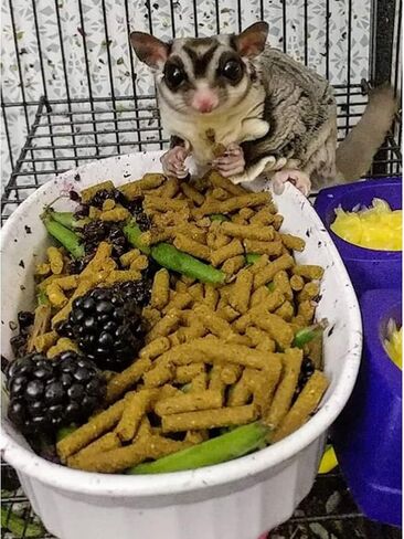 Premium Insectivore Diet (2.5 lb.) - Healthy Nutritious Chicken Based High Protein Pellet Diet - for Sugar Gliders, Hedgehogs, Opossums, Skunks & Other Insectivores in Saudi Arabia