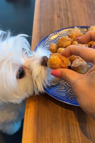 Dehydrated Chicken Jerky Wrapped Egg Yolk Dog Treats, 100% Egg Yolk, Food Topper for Dogs, No Filler, Alternative to Freezed Dried Quail Egg Yolk, 7 OZ (Pack of 20 to 30 Egg yolks) in Saudi Arabia