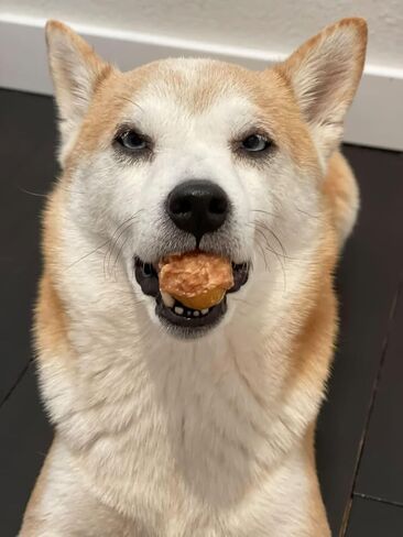 Dehydrated Chicken Jerky Wrapped Egg Yolk Dog Treats, 100% Egg Yolk, Food Topper for Dogs, No Filler, Alternative to Freezed Dried Quail Egg Yolk, 7 OZ (Pack of 20 to 30 Egg yolks) in Saudi Arabia