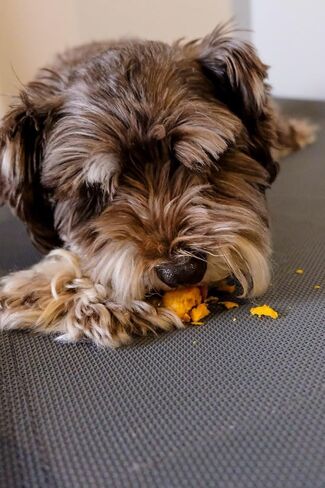 Dehydrated Chicken Jerky Wrapped Egg Yolk Dog Treats, 100% Egg Yolk, Food Topper for Dogs, No Filler, Alternative to Freezed Dried Quail Egg Yolk, 7 OZ (Pack of 20 to 30 Egg yolks) in Saudi Arabia