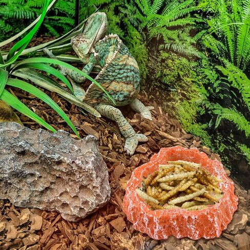Reptile Feeding Dish Water Bowls, 2 Pack Reptile Water Dish Food Bowl with Shovel and Tweezer, Reptile Feeding Bowls for Bearded Dragon Lizard Tortoise Hermit Crab in Saudi Arabia