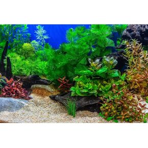 Aquarium Background Underwater Grass Leaves with Pebble Aquarium Backdrop Vivid and Fresh Green Aquatic Plant Stone River Bed and Lake Fish Deadwood Tank Background Decor Vinyl 36x24in