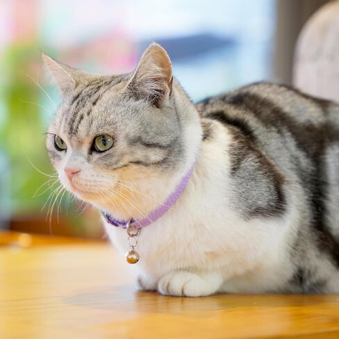 Cat Collar with Bells,Kitten Collar for Boy & Girl Leather cat Collar Breakaway with Safety Elastic Strap (Neck Fit 8"-11",Purple) in Saudi Arabia