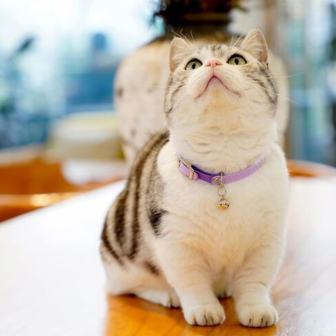 Cat Collar with Bells,Kitten Collar for Boy & Girl Leather cat Collar Breakaway with Safety Elastic Strap (Neck Fit 8"-11",Purple) in Saudi Arabia