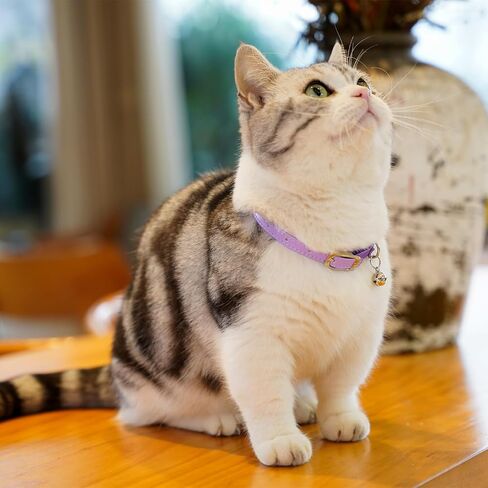 Cat Collar with Bells,Kitten Collar for Boy & Girl Leather cat Collar Breakaway with Safety Elastic Strap (Neck Fit 8"-11",Purple) in Saudi Arabia