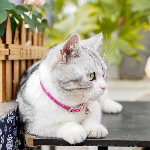 Cat Collar with Bells,Kitten Collar for Boy & Girl Leather cat Collar Breakaway with Safety Elastic Strap (Neck Fit 8"-11",Purple) in Saudi Arabia