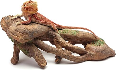 CAROLINACUSTOMCAGES جذر كبير معقود، بني، ملحق لموائل الزواحف in Kuwait