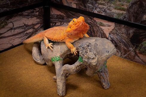 CAROLINACUSTOMCAGES جذر كبير معقود، بني، ملحق لموائل الزواحف in Kuwait