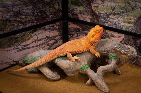 CAROLINACUSTOMCAGES جذر كبير معقود، بني، ملحق لموائل الزواحف in Kuwait