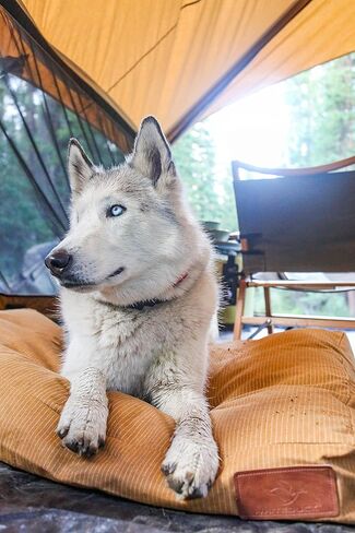 Durable & Comfortable Canvas Dog Bed, Premium Quality Water-Repellent Coating & Dirt Resistance, Removable & Washable Outer Cover, Heavy Duty Zippers for Small & Medium Size Dogs (Large, Tan) in Kuwait