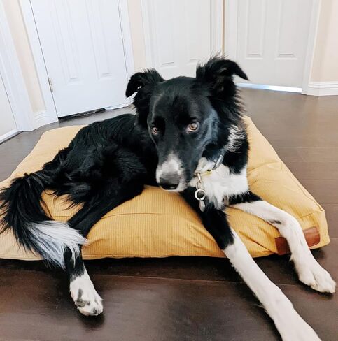 Durable & Comfortable Canvas Dog Bed, Premium Quality Water-Repellent Coating & Dirt Resistance, Removable & Washable Outer Cover, Heavy Duty Zippers for Small & Medium Size Dogs (Large, Tan) in Kuwait