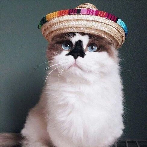 2pcs Pet Straw Hat, Mexican Cap, Colorful Sombrero Cat Costume in Saudi Arabia