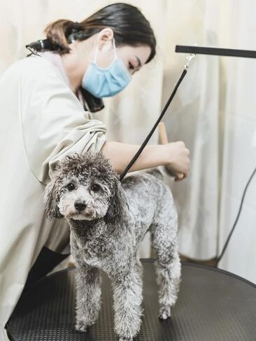 طاولة العناية بالحيوانات الأليفة مقاس 24 بوصة من Kalolary مع حلقة، طاولة دوارة 360 درجة للكلاب، طاولة تزيين بارتفاع قابل للتعديل للكلاب الصغيرة، محطة طاولة سبا منزلية للحيوانات الأليفة in Kuwait