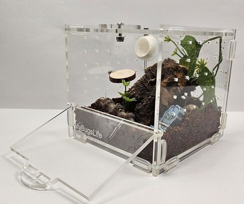 Jumping Spider، Mantis and Sling Cube Enclosure، 10 × 10 × 10، باب أمامي بقفل دوار، عرض غير مقيد، سطح علوي وخلفي وجوانب مزود بتهوية in Saudi Arabia