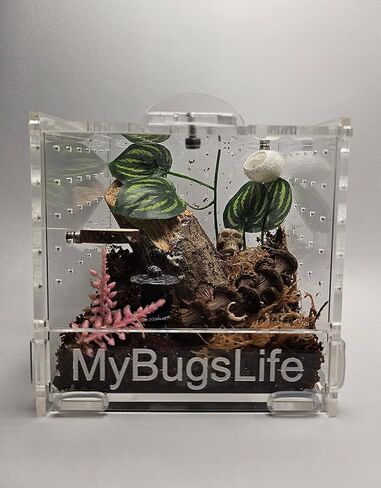 Jumping Spider، Mantis and Sling Cube Enclosure، 10 × 10 × 10، باب أمامي بقفل دوار، عرض غير مقيد، سطح علوي وخلفي وجوانب مزود بتهوية in Saudi Arabia