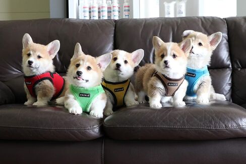 PUPPIA International Puppia Harness Soft B Vest وردي، صغير in Saudi Arabia