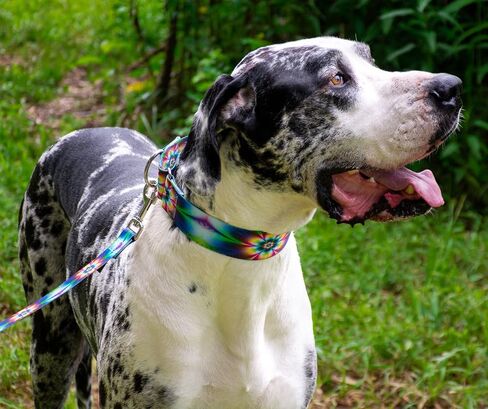 Country Brook Design - Tie Dye Flowers Martingale Dog Collar - Groovy Collection with 12 Far Out Designs (1 1/2 Inch, Medium) in Kuwait