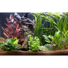 Aquarium Background Tropical Planted Freshwater Terrarium Background Aquatic Plants Rocks with Moss Roots Tropical Style Aquarium Backdrop Fish Tank Backdrop Vinyl 24x12in