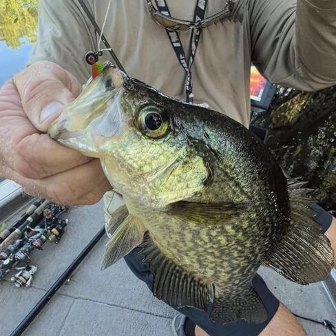 Split-Tail Crappie Lures - 24pcs Soft Plastic Lures for Bluegill, Panfish, Trout, Bass in Kuwait