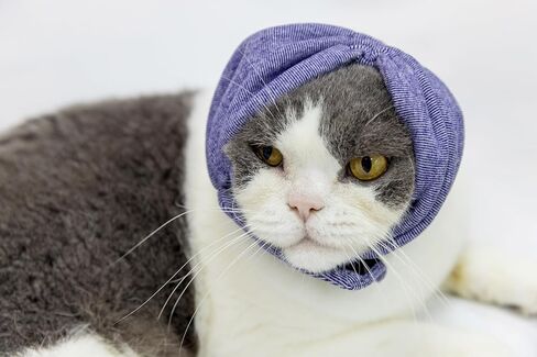 Cat Hematoma Ear Wrap,Cat No Flap Ear Wrap for Anxiety Relief – Noise Canceling for Fireworks, Thunderstorms Purple S in Saudi Arabia