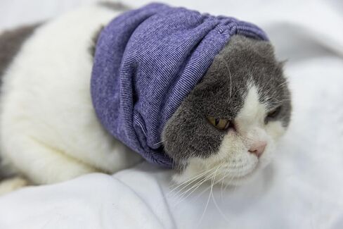 Cat Hematoma Ear Wrap,Cat No Flap Ear Wrap for Anxiety Relief – Noise Canceling for Fireworks, Thunderstorms Purple S in Saudi Arabia