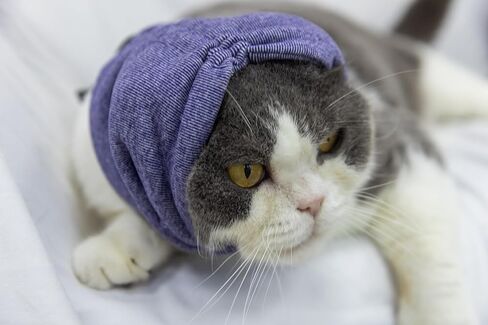 Cat Hematoma Ear Wrap,Cat No Flap Ear Wrap for Anxiety Relief – Noise Canceling for Fireworks, Thunderstorms Purple S in Saudi Arabia