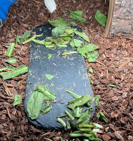 صخور الأردواز للزواحف، منصة تشمس الزواحف، طبق طعام السلحفاة من الصخور الطبيعية للزواحف، طبق تغذية السلحفاة in Kuwait