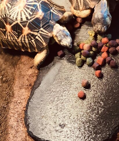 صخور الأردواز للزواحف، منصة تشمس الزواحف، طبق طعام السلحفاة من الصخور الطبيعية للزواحف، طبق تغذية السلحفاة in Kuwait